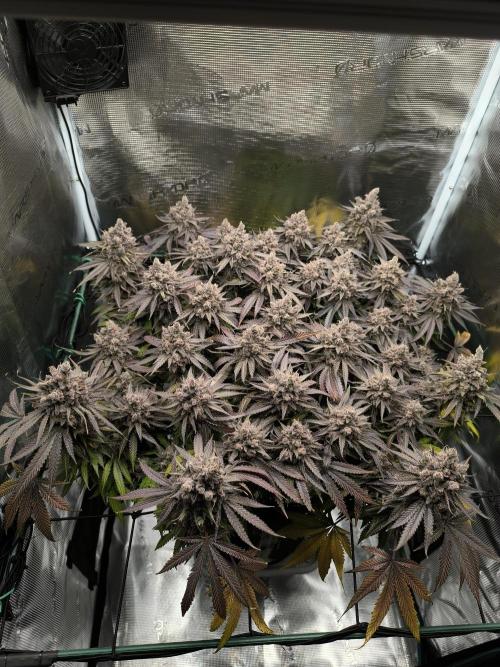 Purple Lemonade FF by FastBuds. Week 17