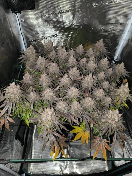Purple Lemonade FF by FastBuds. Week 17