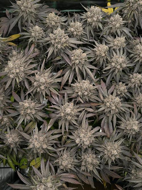Purple Lemonade FF by FastBuds. Week 17