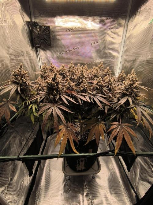 Purple Lemonade FF by FastBuds. Week 17