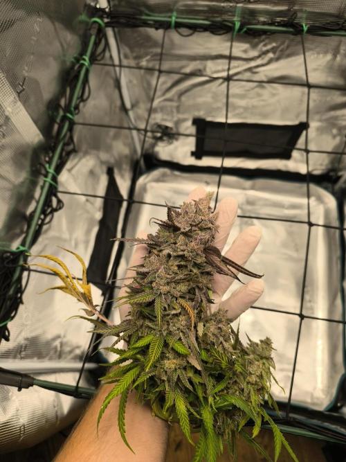 Grow Tent 70x70x160. Week 18