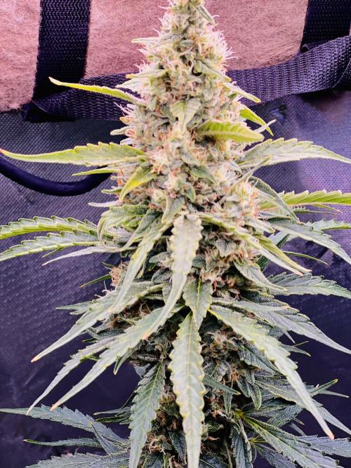 1st Grow. Week 10 - I think she’s looking really nice for my first time 
