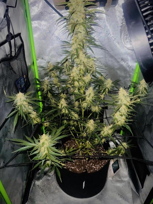 1st Grow. Week 10