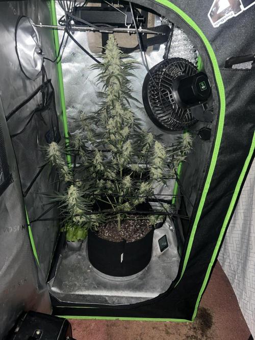 1st Grow. Week 10