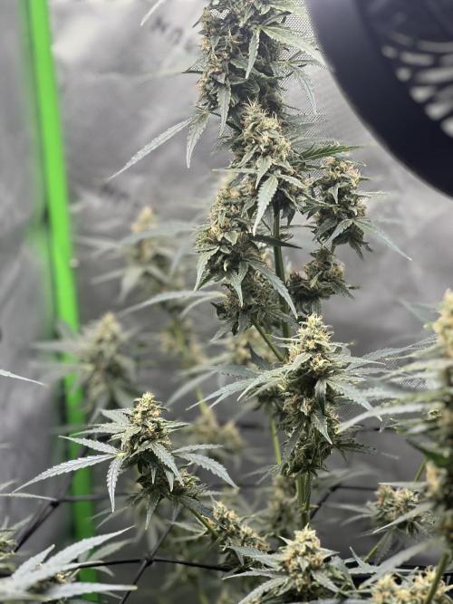 1st Grow. Week 10