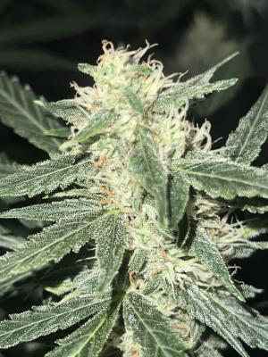 Comment by gregjeter photo #3