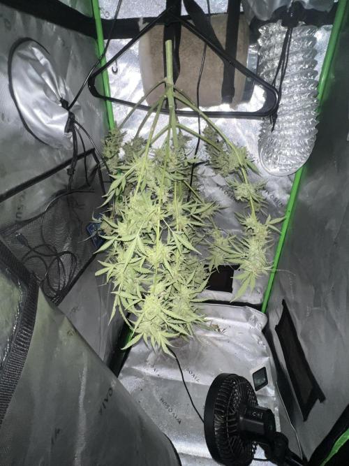 1st Grow. Week 13