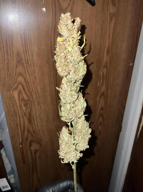 1st Grow. Week 13