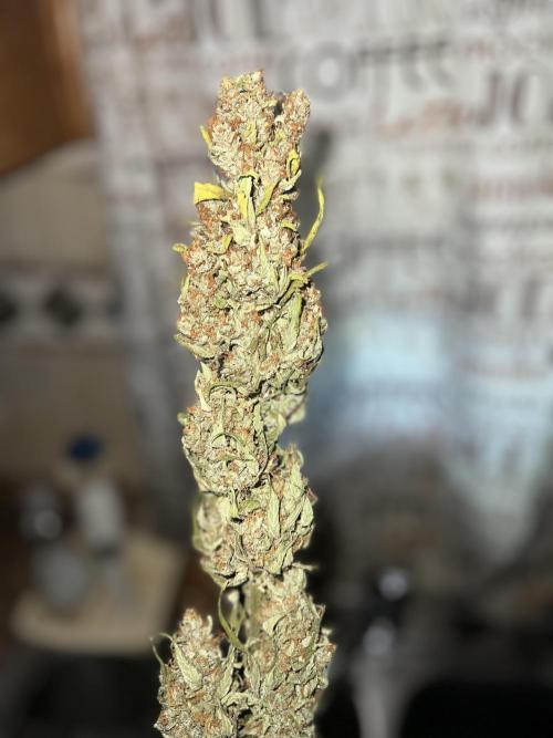 1st Grow. Week 13