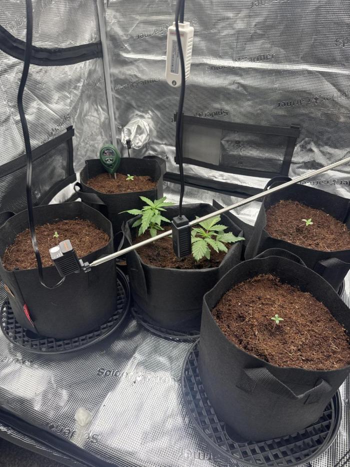 420-1. Week 0 - First grow 🤞🏻