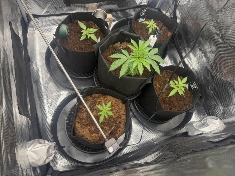 420-1. Week 2