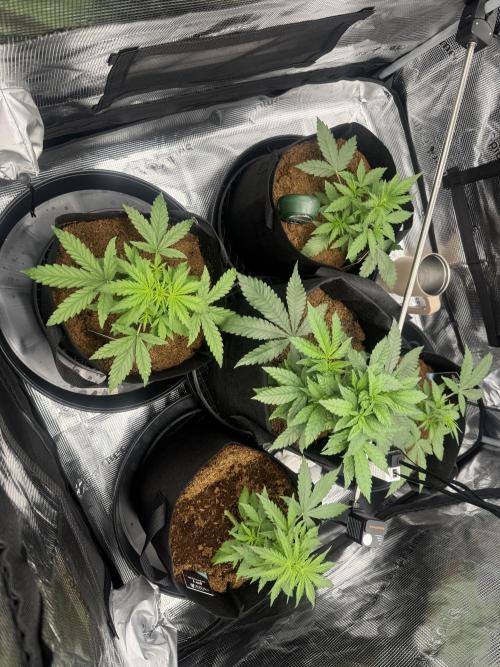 420-1. Week 3