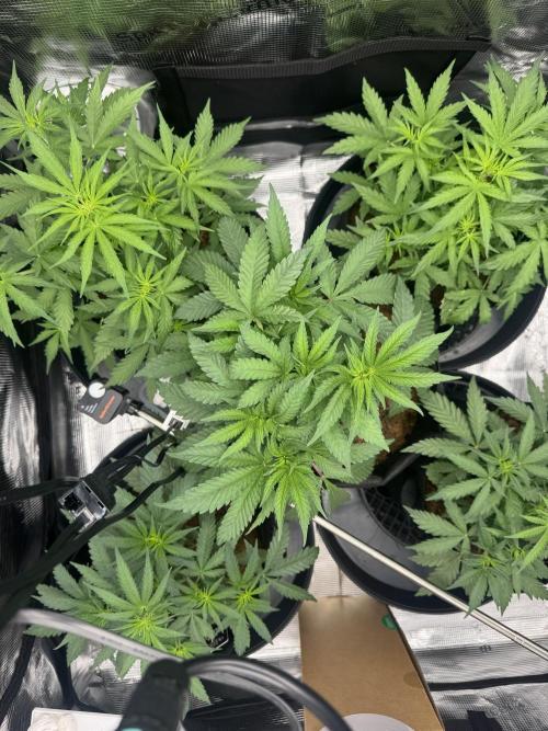 420-1. Week 4