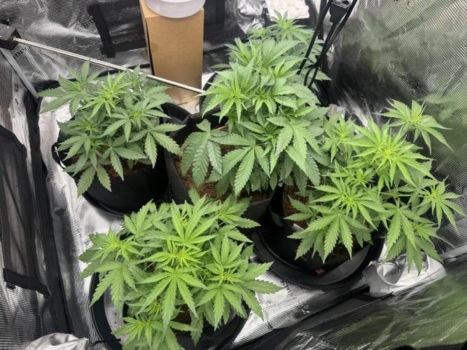 420-1. Week 4