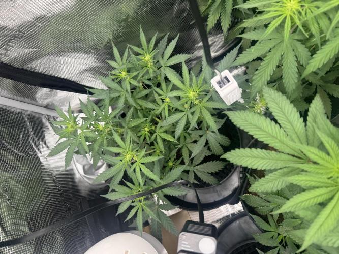 420-1. Week 5