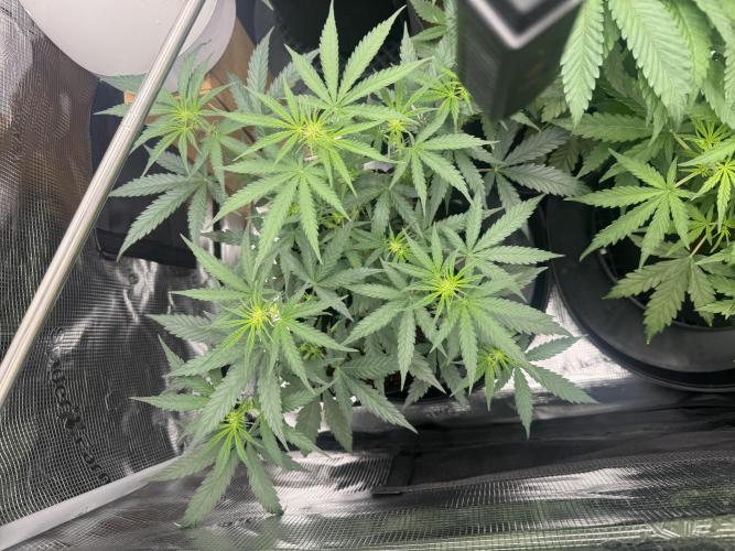 420-1. Week 5