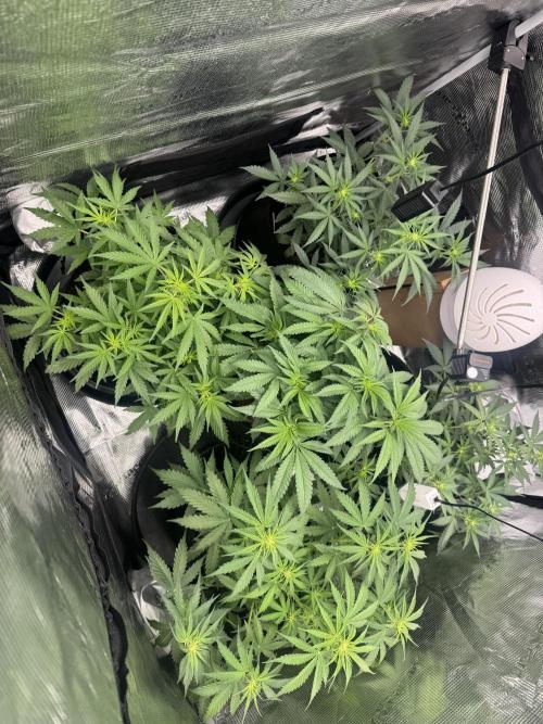420-1. Week 5