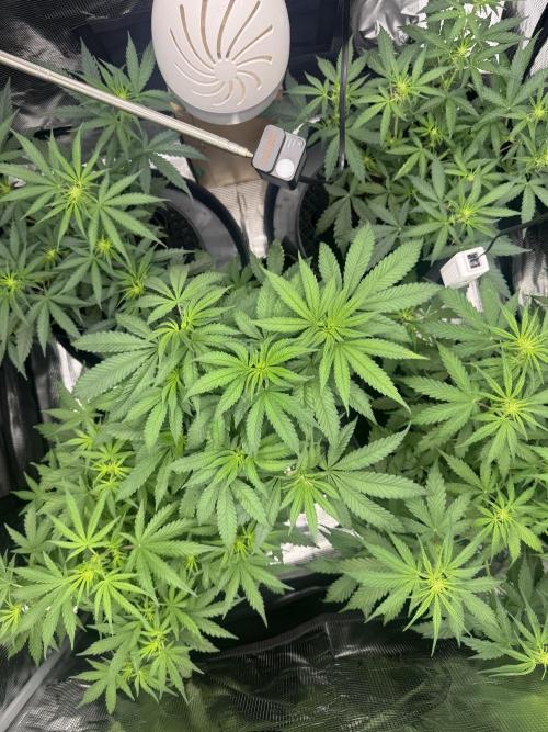 420-1. Week 5
