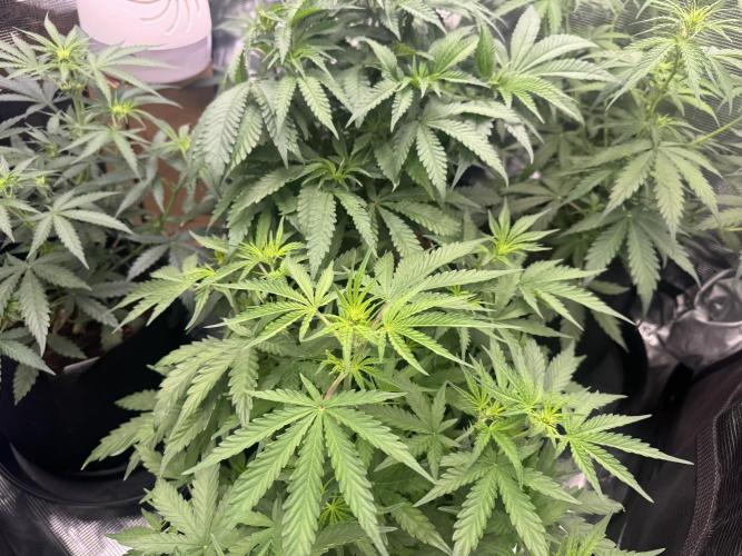 420-1. Week 5