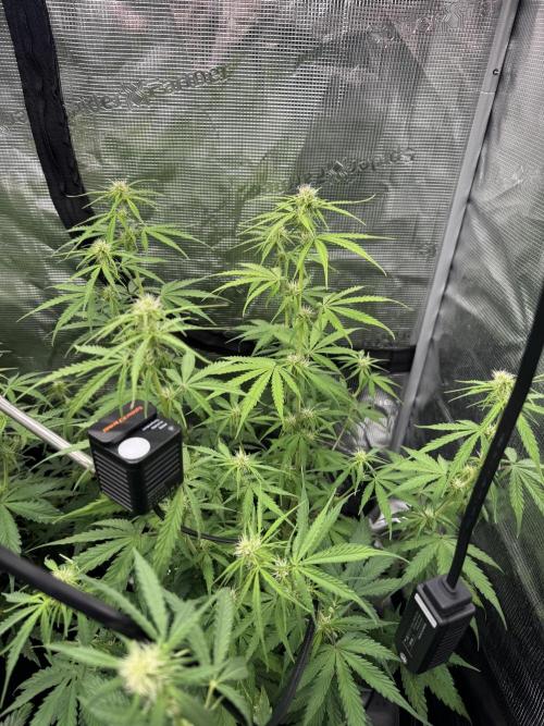 420-1. Week 6