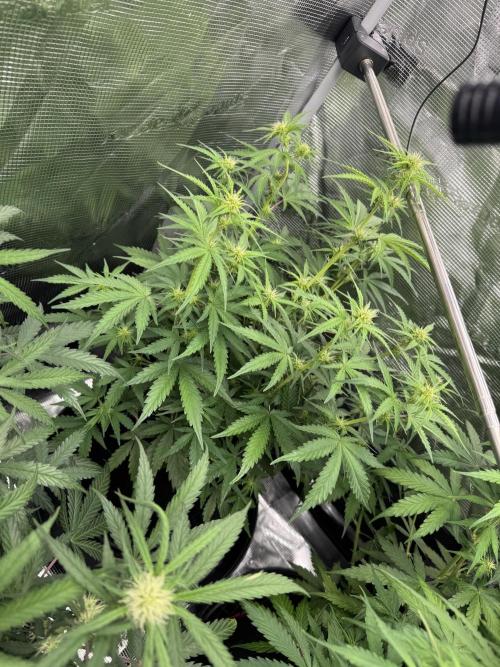 420-1. Week 6