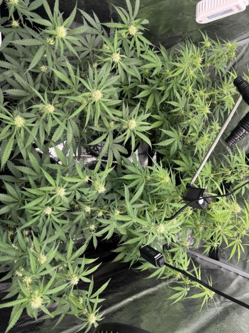 420-1. Week 6
