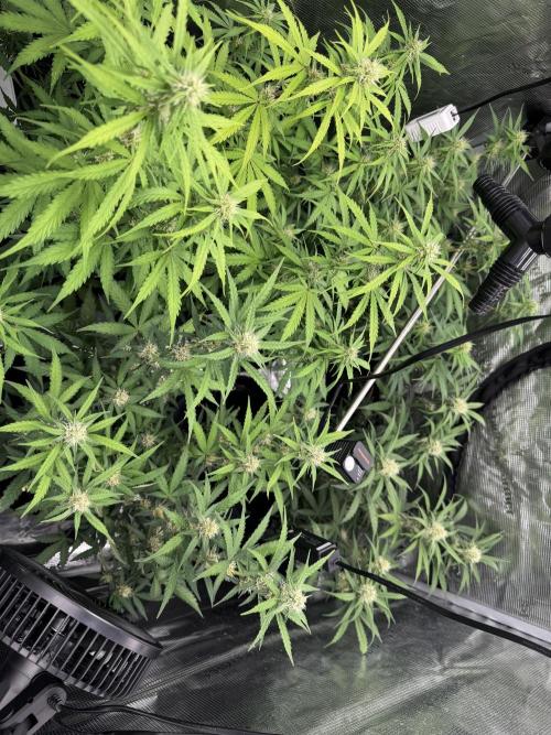 420-1. Week 7