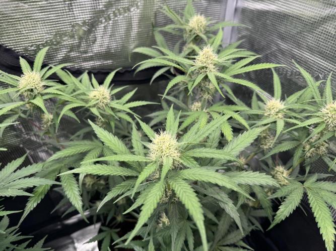 420-1. Week 7