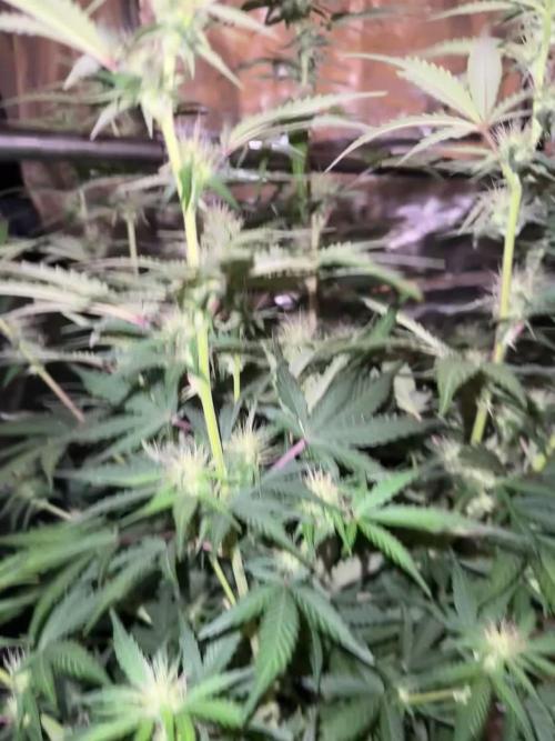 420-1