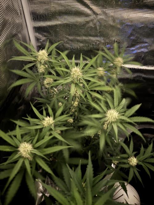420-1. Week 7