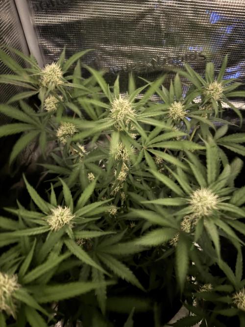 420-1. Week 7