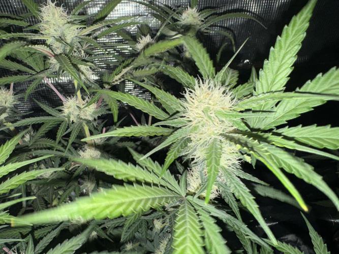 420-1. Week 7