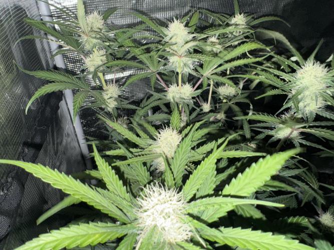 420-1. Week 7