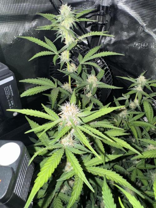 420-1. Week 7