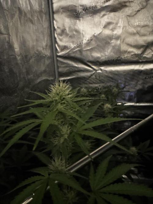 420-1. Week 7