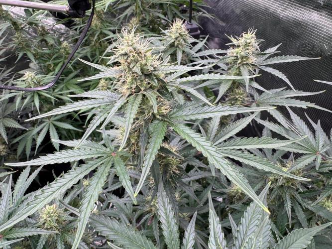 420-1. Week 8