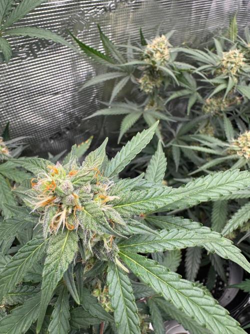 420-1. Week 8