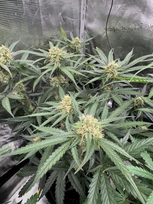 420-1. Week 8