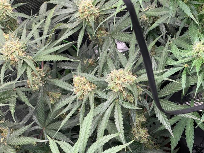 420-1. Week 8