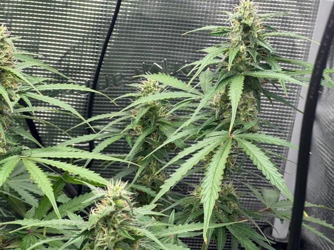 420-1. Week 8