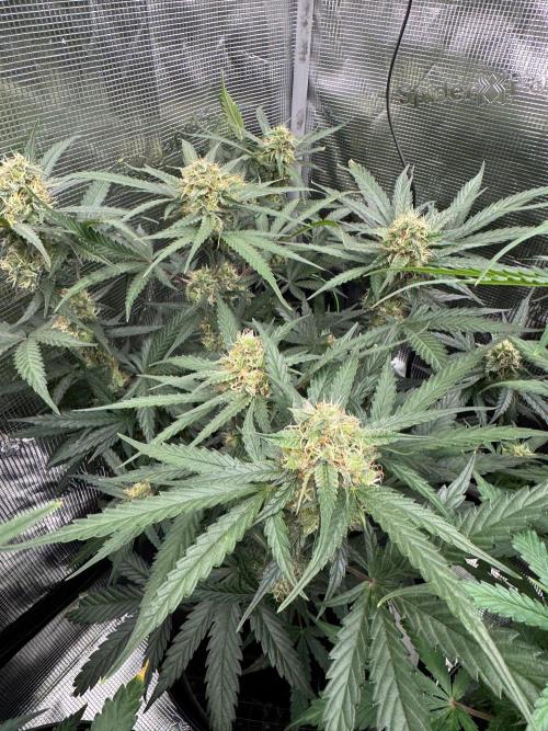 420-1. Week 8