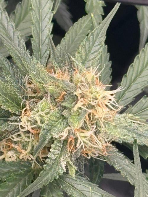 420-1. Week 8