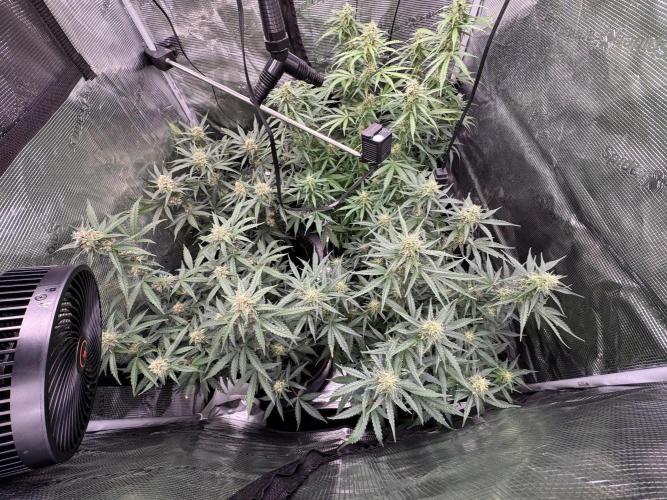 420-1. Week 8