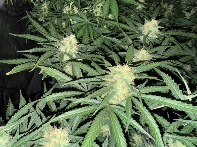 420-1. Week 8