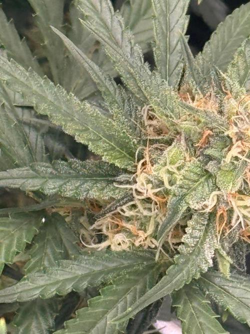 420-1. Week 8