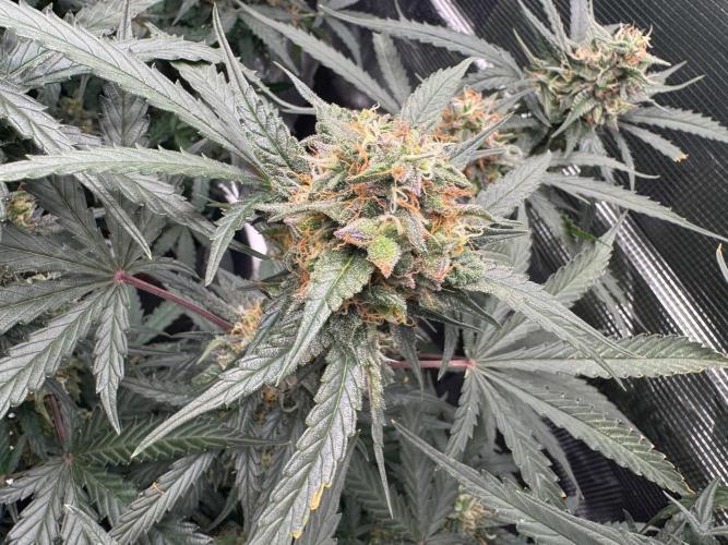 420-1. Week 9