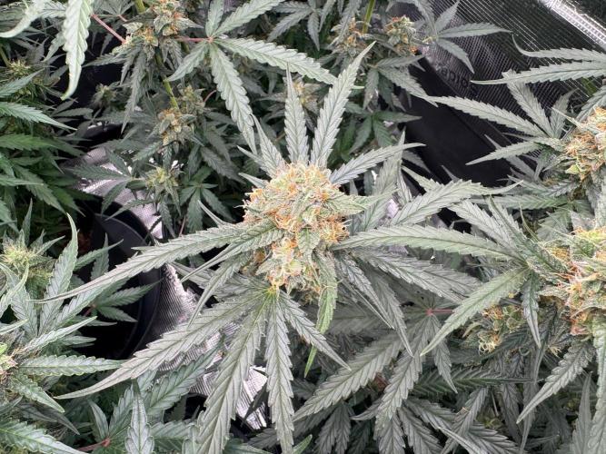 420-1. Week 9