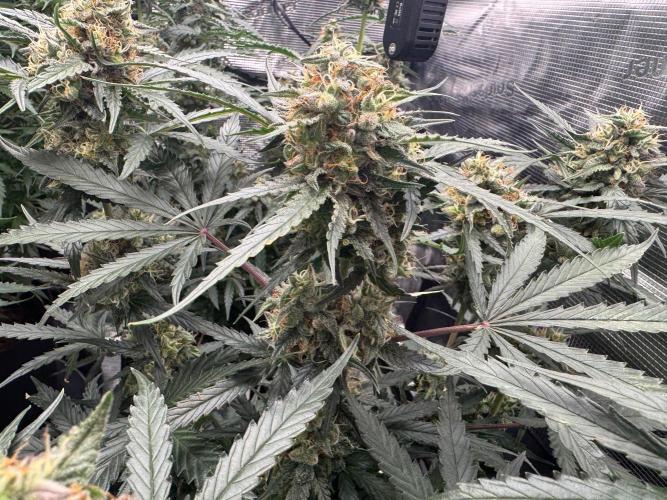 420-1. Week 9