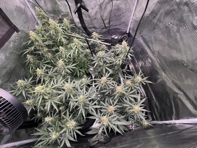 420-1. Week 9