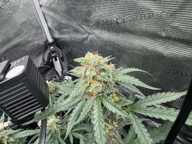 420-1. Week 9